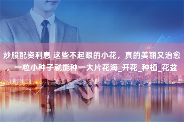 炒股配资利息 这些不起眼的小花，真的美丽又治愈，一粒小种子就能种一大片花海_开花_种植_花盆